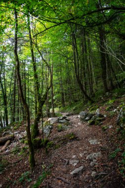 Avusturya 'da Tiefenbachklamm' da yaprak döken ağaçlarla Yoğun Orman 'da yürüyüş patikası