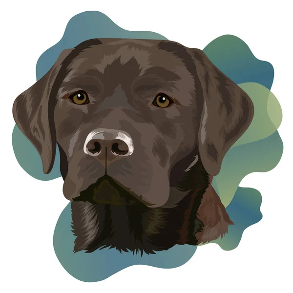 Schoko Labrador Retriever Porträt Eines Hundes Auf Farbigem Hintergrund Vektorillustration — Stockvektor