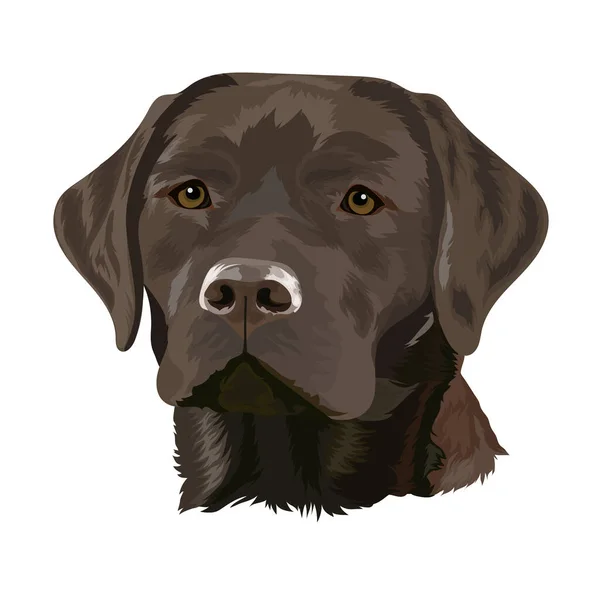 Chocolate Labrador Retriever Retrato Perro Sobre Fondo Blanco Ilustración Vectorial — Vector de stock
