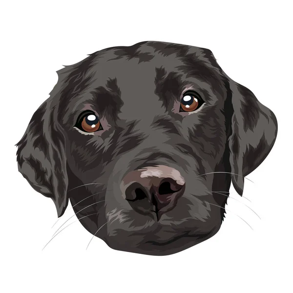 黑色拉布拉多猎犬 白色背景上的狗的肖像 矢量说明 — 图库矢量图片
