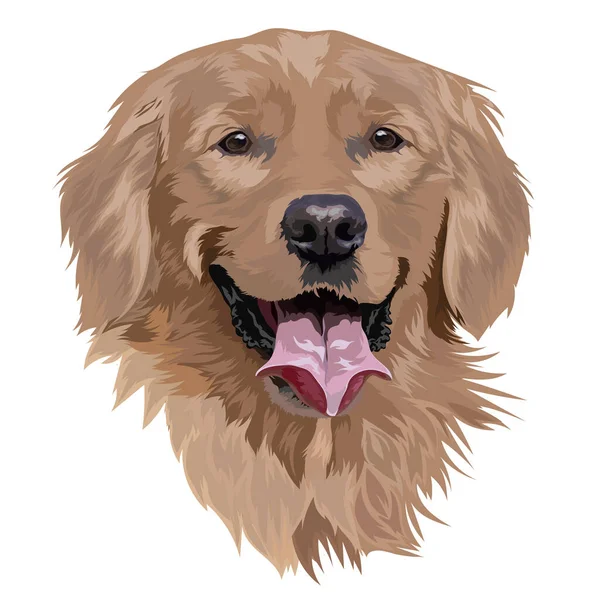 Golden Labrador Retriever Vit Bakgrund Ras Hund Vektorillustration — Stock vektor