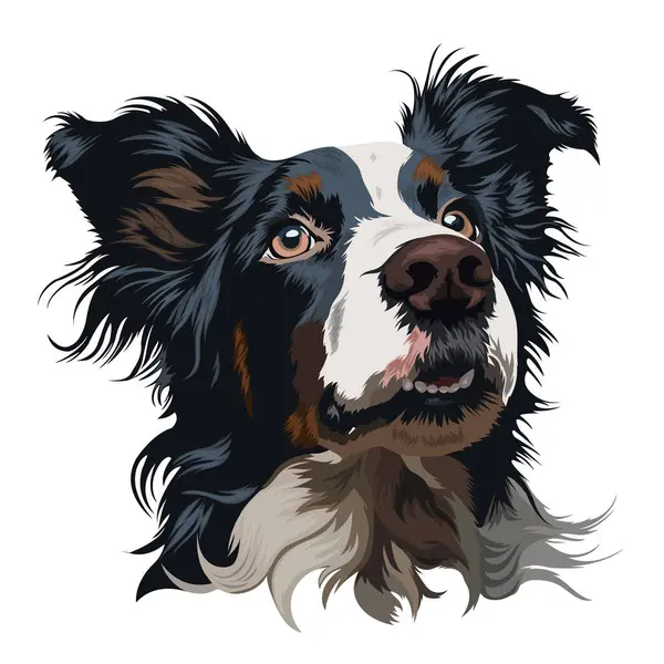 Beyaz arkaplanda Sınır Collie köpeğinin vektör portresi
