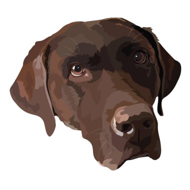 Vektör portresi, Labrador Retriever cinsinin kahverengi, çikolatalı bir köpeğinin çizimi.
