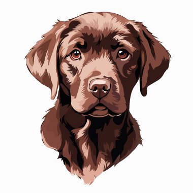 Çikolatalı Labrador Portresi