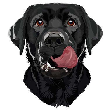 Islak burunlu ve dilli, beyaz arka planda oturan mutlu siyah Labrador Retriever.