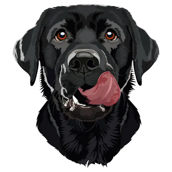 Islak burunlu ve dilli, beyaz arka planda oturan mutlu siyah Labrador Retriever.