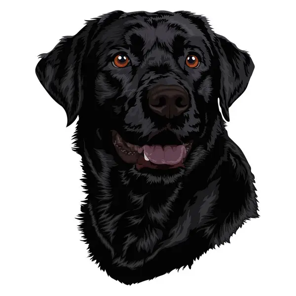 Siyah bir labrador portresi, bir köpeğin vektör çizimi.