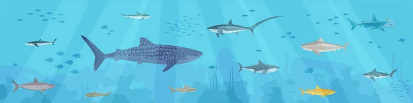带水下景观的鲨鱼平面结构和带掠食性鱼类海草矢量图解的小鱼群 — 图库矢量图片