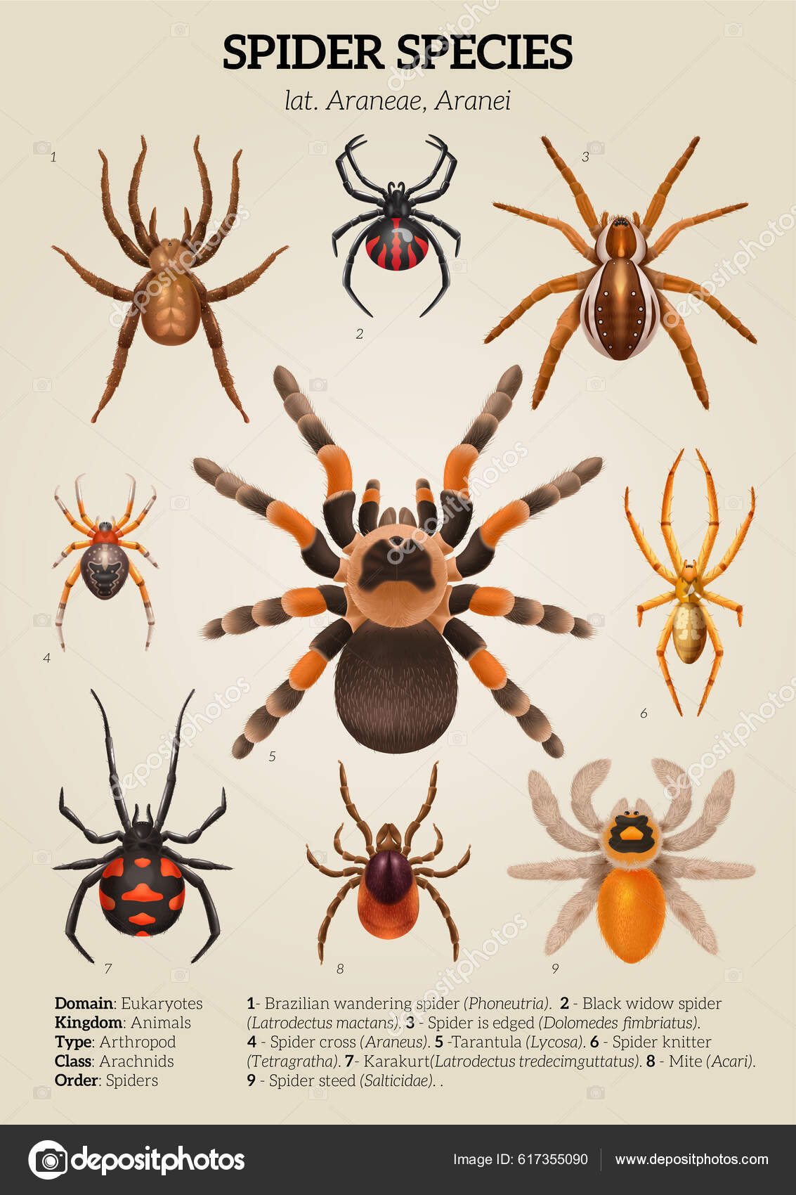 Realistic Spiders Diagram Colored Composition Spider Species Description  Them Vector Stock Vector by ©macrovector 617355090