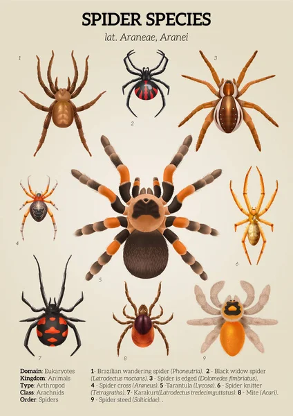 Ρεαλιστικό Διάγραμμα Αράχνες Χρωματισμένη Σύνθεση Είδη Αράχνης Και Την Περιγραφή — Διανυσματικό Αρχείο