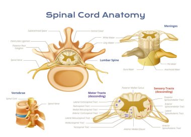 Omurilik anatomisi, omurga elementlerinin bilimsel diyagramı, işaretleyiciler ve metin başlıkları vektör illüstrasyonlarıyla birlikte anatomi bilgisi.