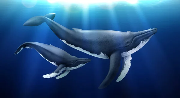 被阳光照射的水下鲸鱼现实的蓝色背景图 — 图库矢量图片