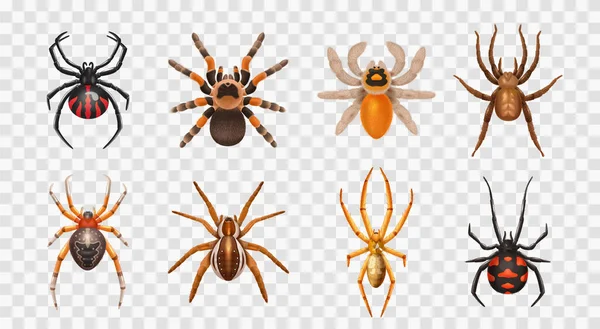 Realistische Spinnen Transparente Symbolset Mit Verschiedenen Arten Von Spinnen Harmlose — Stockvektor