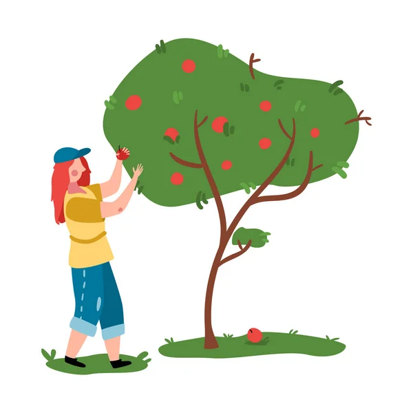 Ekologiczny Skład Rolnictwa Kobietą Zbierającą Jabłka Drzewa Płaski Wektor Ilustracji — Wektor stockowy