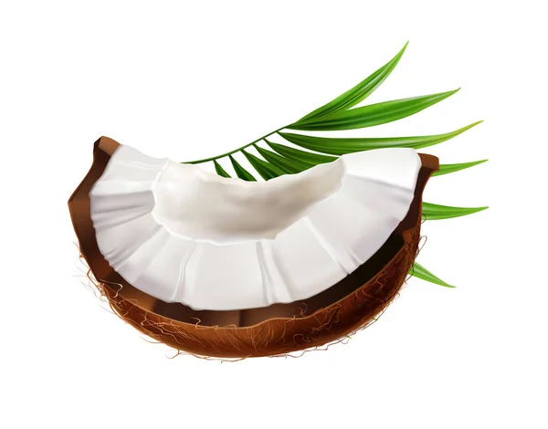 삽화에서 이국적 부분으로 코코넛의 현실적 — 스톡 벡터