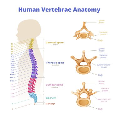 Vertebrae spinal cord anatomy infographics with diagram of color coded spine segments with editable text captions vector illustration clipart