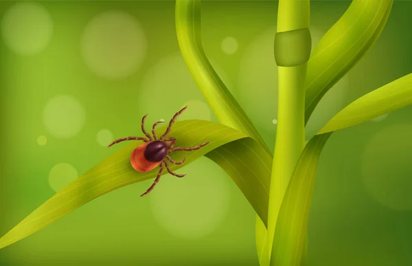 森林病媒图解中昆虫爬行草叶的现实蜘蛛螨草组成 — 图库矢量图片