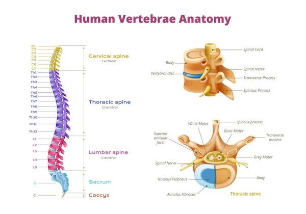 脊椎と分離された脊髄の画像のカラーコード領域と脊椎の解剖学的インフォグラフィックベクトル図 — ストックベクタ