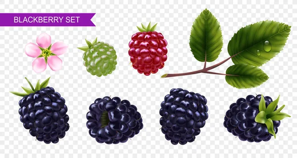 Set Mure Fructe Padure Coapte Necoapte Frunze Verzi Fundal Transparent — Vector de stoc