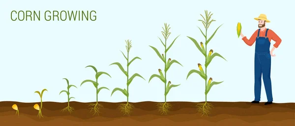 トウモロコシ製品テキスト農家と成長ベクトル図の段階を表す植物画像のセットとフラット組成 — ストックベクタ