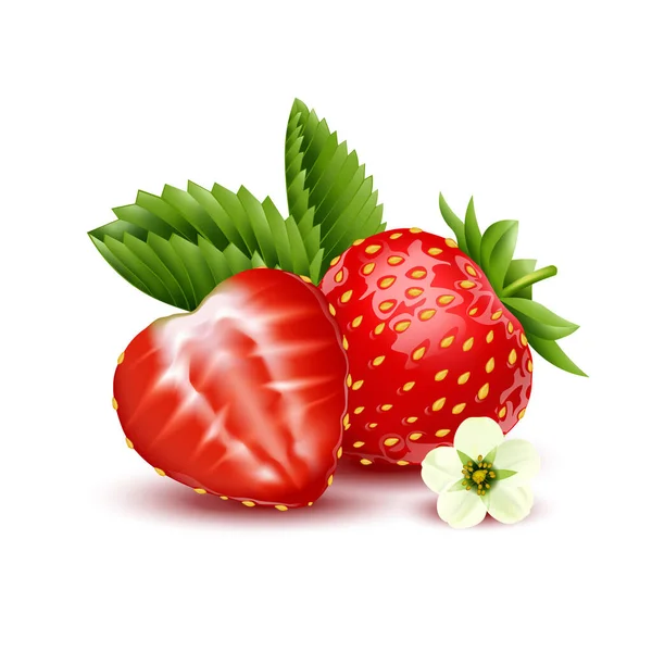 Φράουλα Ρεαλιστική Έννοια Σχεδιασμού Ολόκληρο Και Μισό Μούρα Λευκό Φόντο — Διανυσματικό Αρχείο