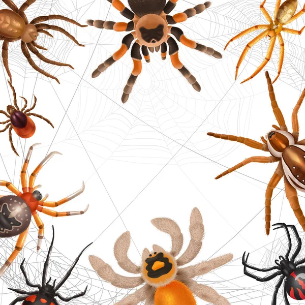 Реалістична Рамка Павуків Різними Типами Павуків Висять Інтернеті Білому Тлі — стоковий вектор