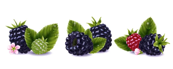Blackberry Ρεαλιστικές Συνθέσεις Που Φρέσκα Λουλούδια Μούρα Και Φύλλα Σταγόνες — Διανυσματικό Αρχείο