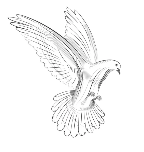 Ручной Рисунок Летающего Голубя Белом Фоне — стоковый вектор