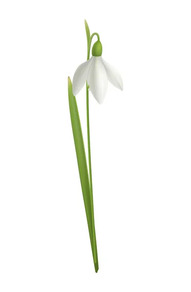 Realistyczny Kwitnący Kwiat Śniegu Zielonym Wektorem Liści Ilustracja — Wektor stockowy