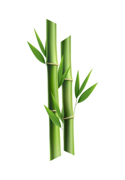 Зеленый Бамбук Стебли Листьями Реалистичные Векторные Иллюстрации — стоковый вектор