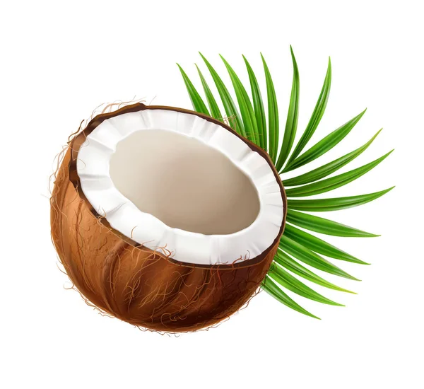 用空白背景矢量图解分离成熟异国果部分的椰子现实构图 — 图库矢量图片