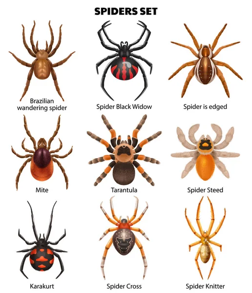 stock vector Realistic spiders set of isolated icons with isolated top view images of insects with text captions vector illustration