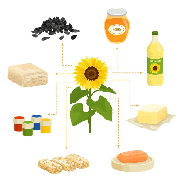 流程图矢量图像中带有向日葵的孤立产品膳食图像集的技术花卉和植物组合 — 图库矢量图片
