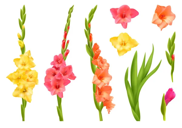 Realistyczny Zestaw Żółte Różowe Pomarańczowe Gladiolus Kwiaty Liści Odizolowanych Wektor — Wektor stockowy
