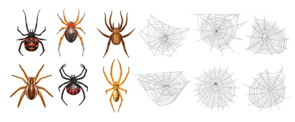 Realistisches Isoliertes Spinnennetz Icon Set Mit Sechs Spinnen Und Unterschiedlichen — Stockvektor