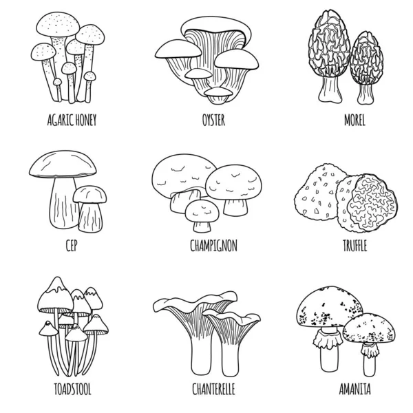 Mushrooms Flat Set Isolated Icons Text Captions Outline Monochrome Images — Stock Vector