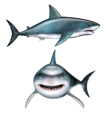 Yırtıcı sembollü köpekbalığı gerçekçi seti izole edilmiş vektör çizimi