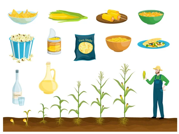 Плоский Набор Кукурузных Изделий Изолированными Изображениями Блюд Продуктов Растущими Стадиями — стоковый вектор