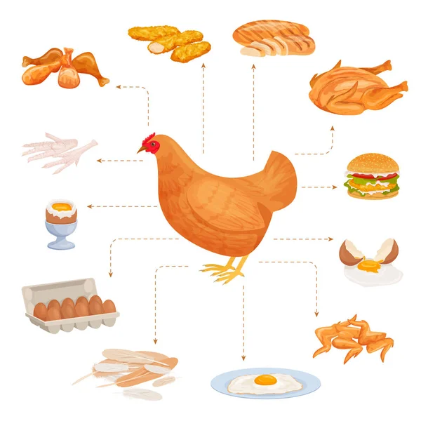 鸡产品的平面组成与一套孤立的家禽食品指向农场母鸡病媒图解图像 — 图库矢量图片