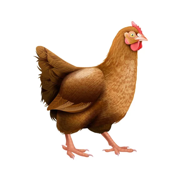 Состав Жизненного Цикла Цыплят Изолированным Реалистичным Изображением Пустой Векторной Иллюстрации — стоковый вектор