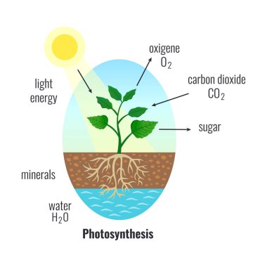 Biyolojik süreç fotosentez bileşimi ışık enerjisi dönüşüm calvin döngüsü bitkiler hücresel solunum vektörü çizimi