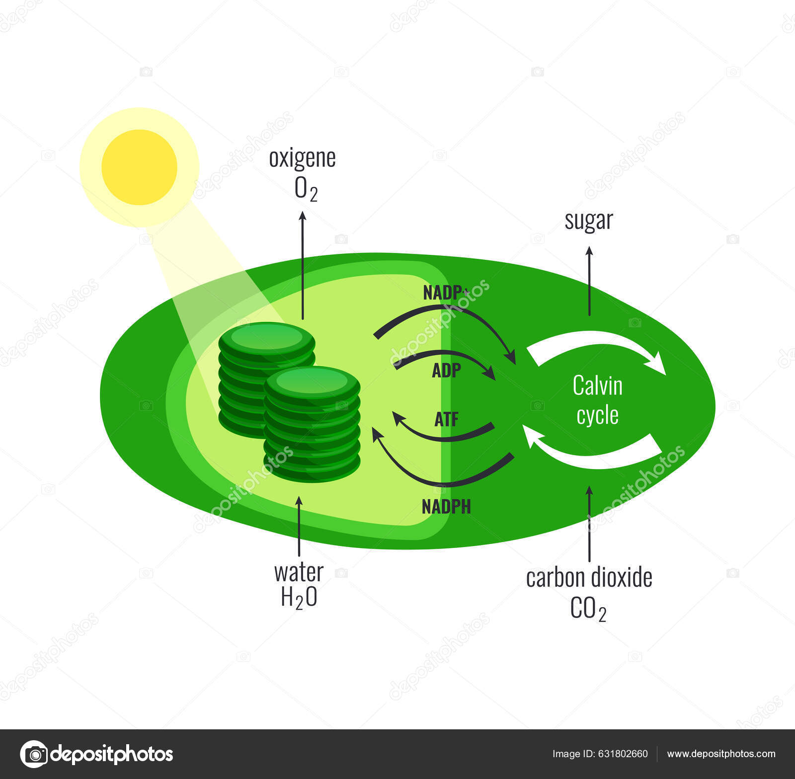 Biological Process Photosynthesis Composition Light Energy Conversion
