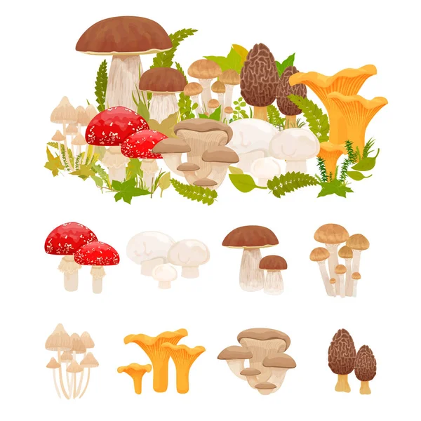 Cogumelos Conjunto Plano Com Composições Isoladas Cogumelos Florestais Com Espécies —  Vetores de Stock