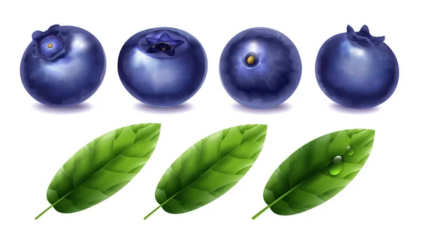 现实的蓝莓系列新鲜浆果和绿叶分离的白色背景病媒说明 — 图库矢量图片