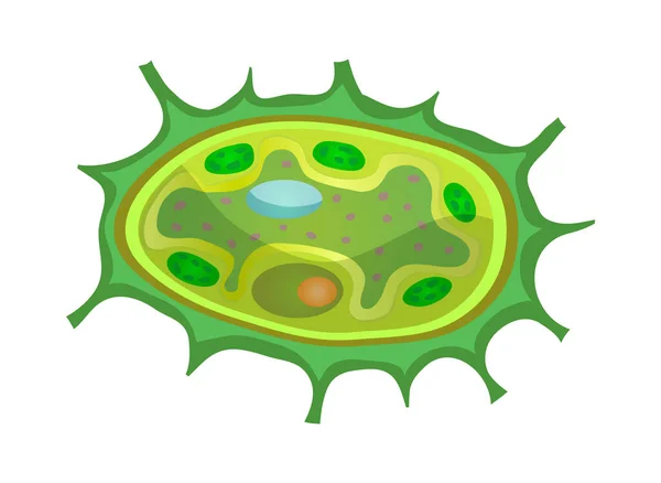 光エネルギー変換カルビンサイクル植物細胞呼吸ベクトル図 — ストックベクタ