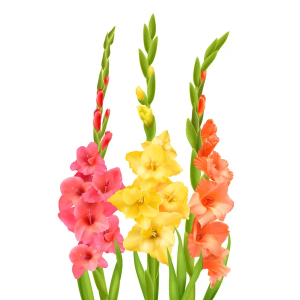 Gladiolus Flores Com Botões Folhas Contra Fundo Branco Ilustração Vetorial — Vetor de Stock