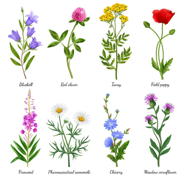 Реалістичні Ікони Польових Квітів Встановлені Розквітлим Маком Ромашкою Векторні Ілюстрації — стоковий вектор