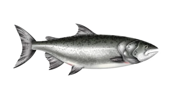 Ikan Salmon Realistis Pada Gambar Vektor Latar Belakang Putih - Stok Vektor