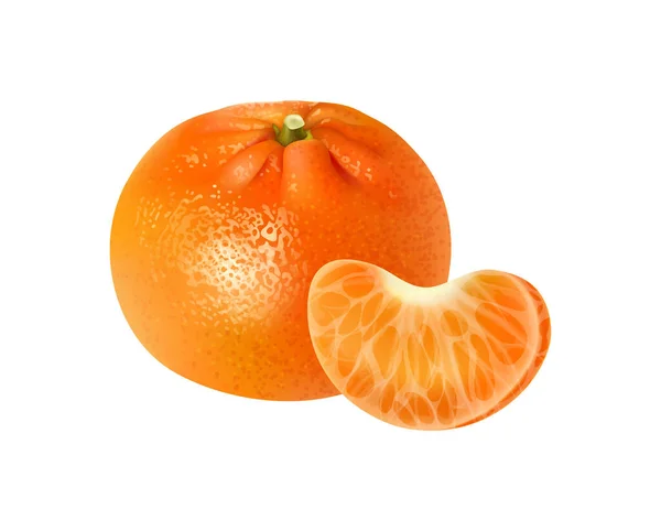Realistic Fresh Whole Tangerine Segment Vector Illustration — Stock Vector