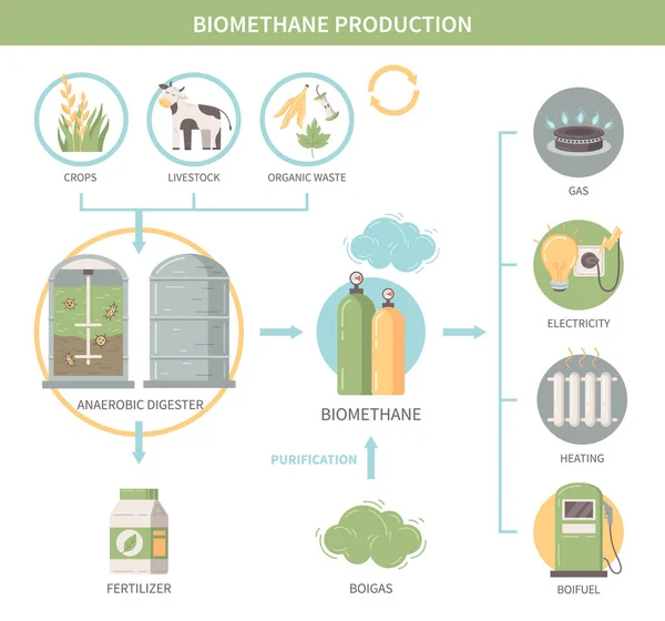 stock vector Biomethane production infographics demonstrating agricultural crops and livestock as sources of biofuel heat and electricity flat vector illustration